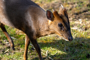 A lone Reeve's Muntjac (Muntiacus reevesi) at Lakeford Lakes in Suffolk, UK