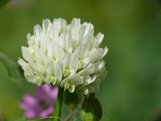 Natura
