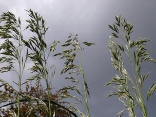 Natura