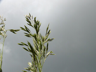 Natura