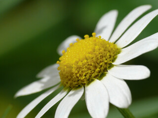 Natura