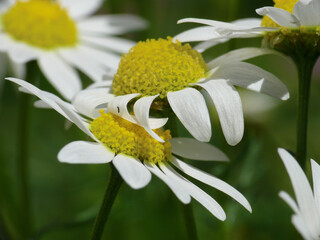Natura