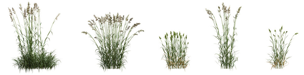 Phalaris Arundinacea PNG – Isolated Reed Canary Grass with Dry and Green Variations