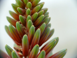 Natura