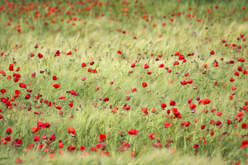 A vibrant field of red poppies sways gently among tall green grass. The scene captures the beauty...