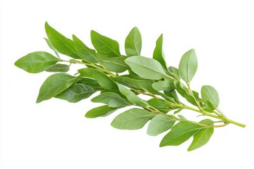 Isolated stem featuring a cluster of small, green leaves on white.