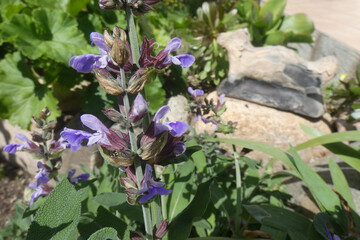 Salvia