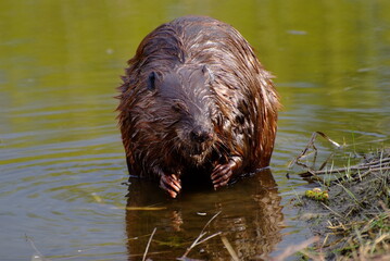 Beaver in the water, nature, wild, beaver © Peter