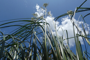 Natura