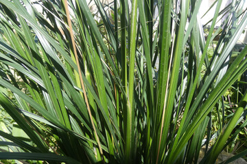 Fototapeta premium Natura