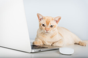 Burmese cat sitting near laptop on desk, work from home with pet concept