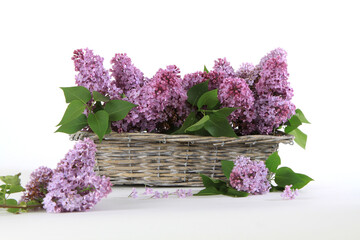 Stillleben mit Bl&uuml;ten vom Flieder