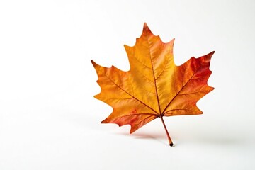 Fototapeta premium A single, isolated maple leaf floats on white, autumnal, background, color