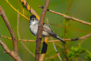 Eurasian Blackcap perched on a branch in the morning light