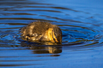 Mallard duckling on the surface of a pond in the morning light