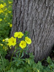 close-up of yellow wildflowers