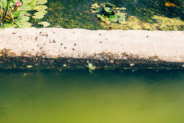 green pond in a green deserted park