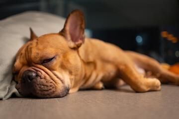 French bulldog  sleeping on the floor