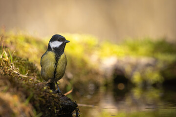 Bird - Colorful great tit Parus major drinking water and bathing in forest pond, photographed in horizontal, amazing background, spring time