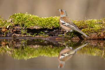 Bird male chaffinch Fringilla coelebs perching on forest puddle, spring time Poland Europe	