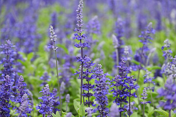 カラフルなラベンダー畑