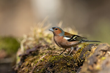Bird male chaffinch Fringilla coelebs perching on forest puddle, spring time Poland Europe	