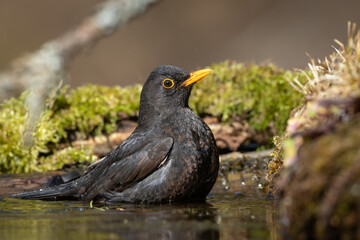 Bird - male Blackbird Turdus merula on the forest puddle bird batch time Poland Europe spring time