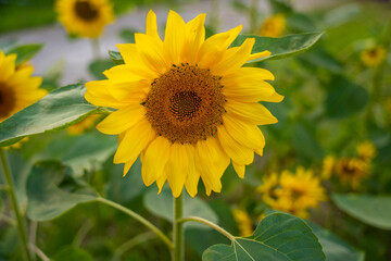 Fototapeta premium Bangladesh yellow sunflower, close view of yellow sunflower at garden, blooming sunflower with green leaf background, real close capture of sunflower