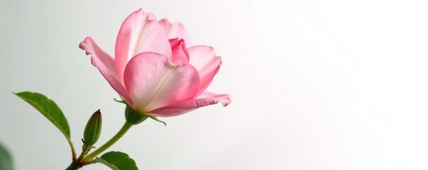 Delicate petal isolated on crisp white background, garden, petal, single bloom