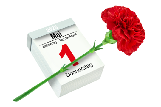 Deutscher Kalender 1. Mai  2025 Tag der Arbeit  Maifeiertag und rote Nelke Hintergrund transparent PNG cut out
