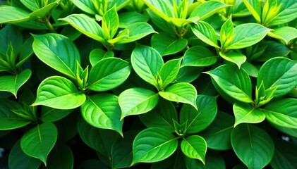 Dense foliage with leaves and stems isolated on white background, foliage, isolation