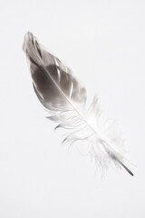 bird feather of a crow on a light background