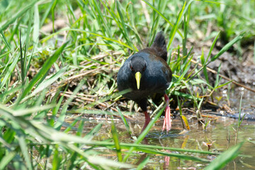 Râle à bec jaune, Marouette à bec jaune, Amaurornis flavirostra, Black Crake, Afrique du Sud