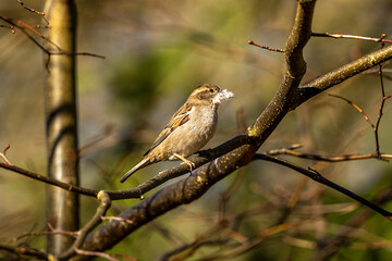 female house sparrow