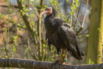 red billed hornbill