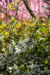 Flowers in the garden in spring