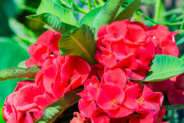 Beautiful red Euphorbia milli  flowers are blooming.
