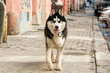 A Siberian Husky with striking blue eyes walks down a cobblestone street. Its black and white fur contrasts with the urban setting.  The dog appears alert and friendly.