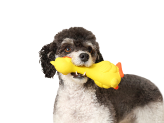 Playful dog with squeaky toy in mouth looking at camera. Cute fluffy puppy dog with plastic duck waiting for owner to play. Dog playtime. Female miniature poodle, black and white. Selective focus.