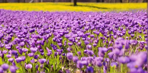 Purple Wildflower Field with Yellow Background
