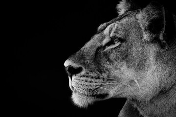 A powerful black and white profile of a lioness captured against a dark background. © Sjors