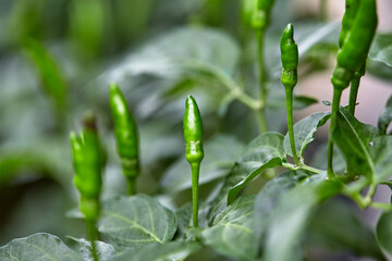 Green Thai Chili Peppers Growth On Plant
