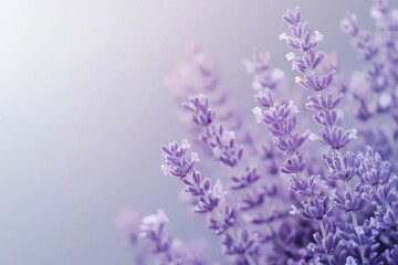 Fototapeta premium Lavender flowers in soft purple hues against a blurred background 