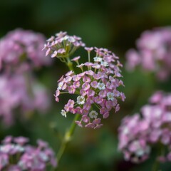 Obraz premium Delicate clusters of tiny pink gypsophila blossoms, soft focus, inflorescence, image