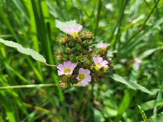 Purple chocolate flowers (Melochia corchorifolia) bloom on abandoned land 