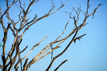 Bleak Tree Silhouette Against Clear Blue Sky in Bright Daylight