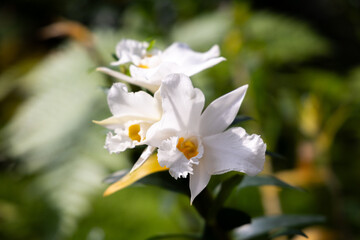 White Orchid flower blooming in the garden.