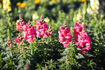 Snapdragon flower and green leaf in garden.