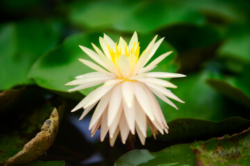Elegant White Water Lily Blossoming Among Green Lily Pads