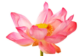 Vibrant Pink Lotus Flower with Delicate Petals and Yellow Center
